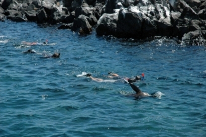 Snorkeling-Galapagos (1)
